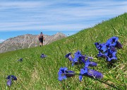 51 Gentiana clusii (Genziana di Clusius) con vista verso il Menna